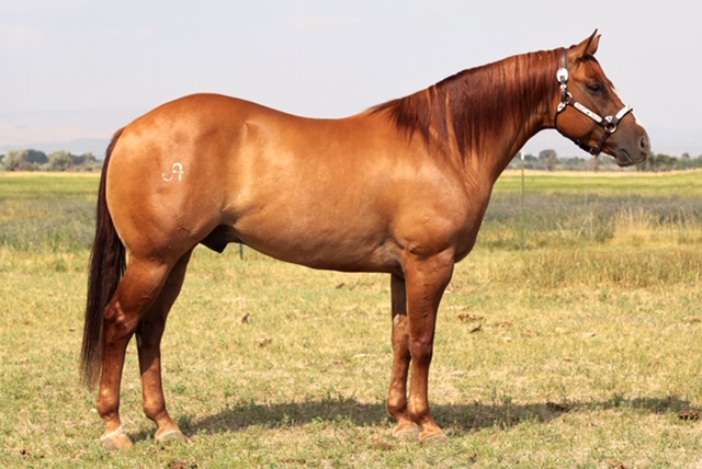 Horse in the program